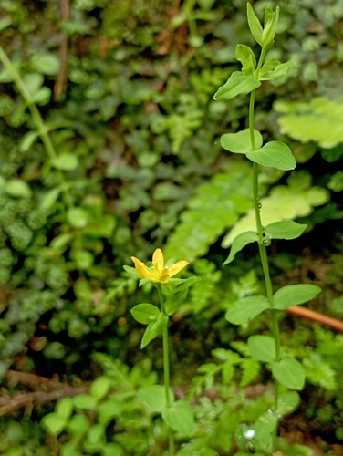 Image of Hypericum japonicum by (c) jimmy, some rights reserved (CC BY)