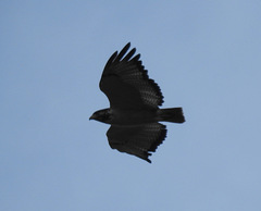 Buteo augur