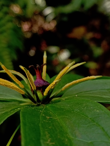 Image of Paris polyphylla by (c) jimmy, some rights reserved (CC BY)