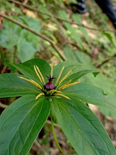 Image of Paris polyphylla by (c) jimmy, some rights reserved (CC BY)