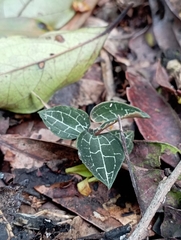 Anoectochilus formosanus, photograph (c) jimmy, some rights reserved (CC BY)