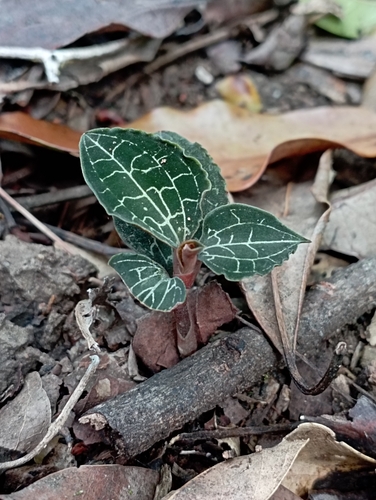 Image of Anoectochilus formosanus by (c) jimmy, some rights reserved (CC BY)