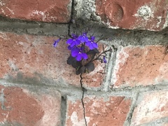 Lobelia erinus