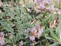 Astragalus plattensis