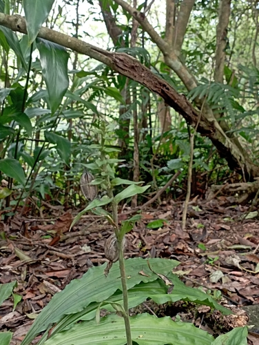 Image of Calanthe obcordata by (c) jimmy, some rights reserved (CC BY)