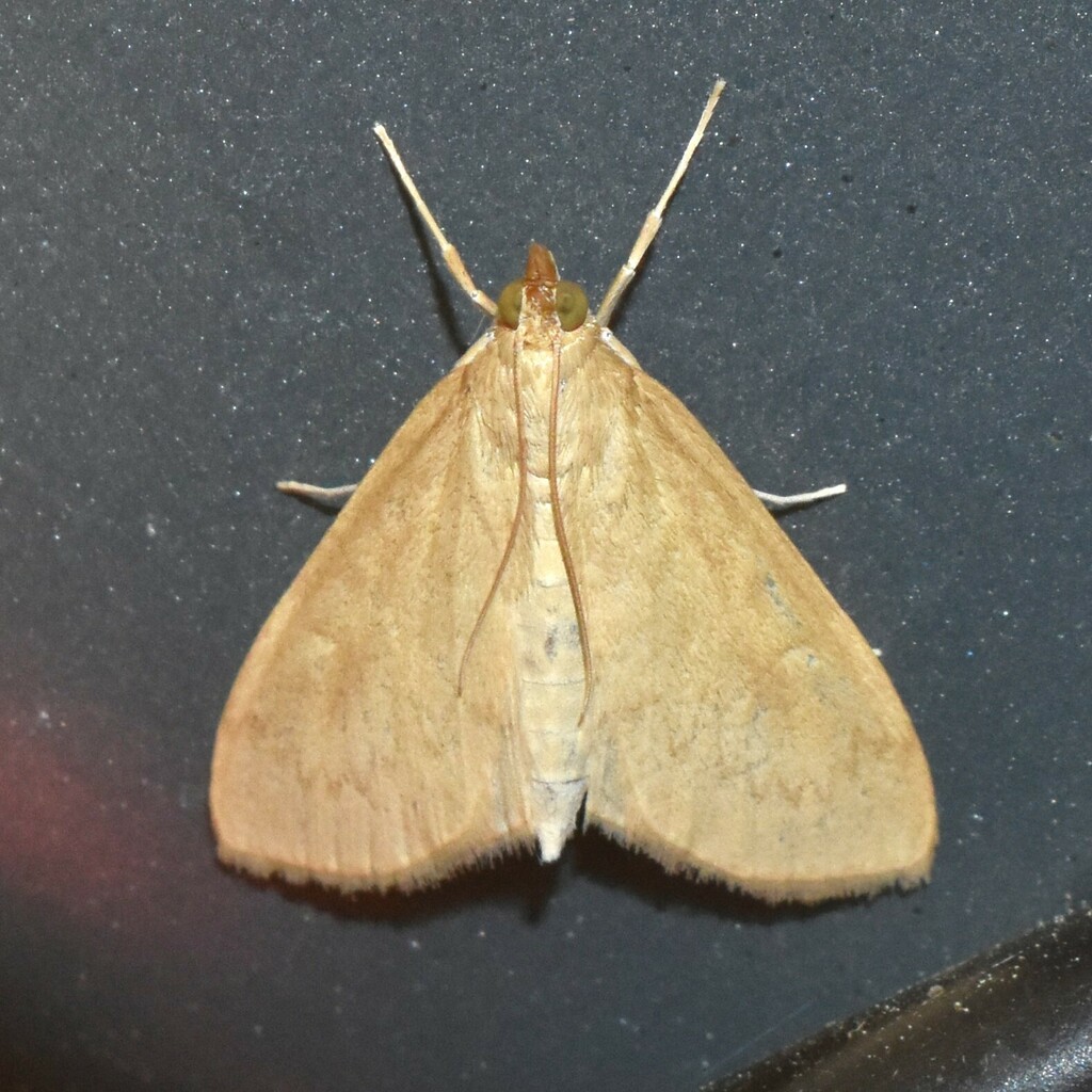 Smartweed Borer Moth