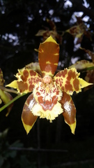 Oncidium sceptrum