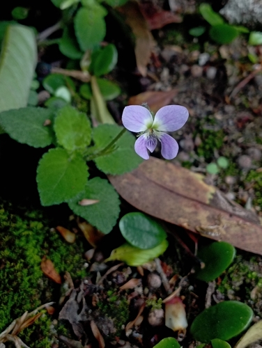 Image of Viola diffusa by (c) jimmy, some rights reserved (CC BY)
