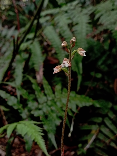 Image of Zeuxine nervosa by (c) jimmy, some rights reserved (CC BY)