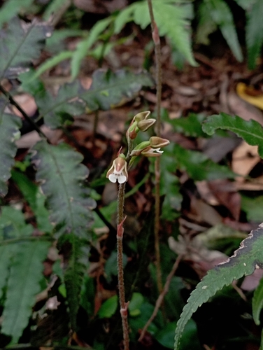 Image of Zeuxine nervosa by (c) jimmy, some rights reserved (CC BY)