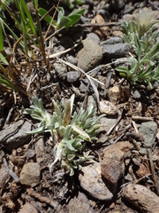 Antennaria dimorpha