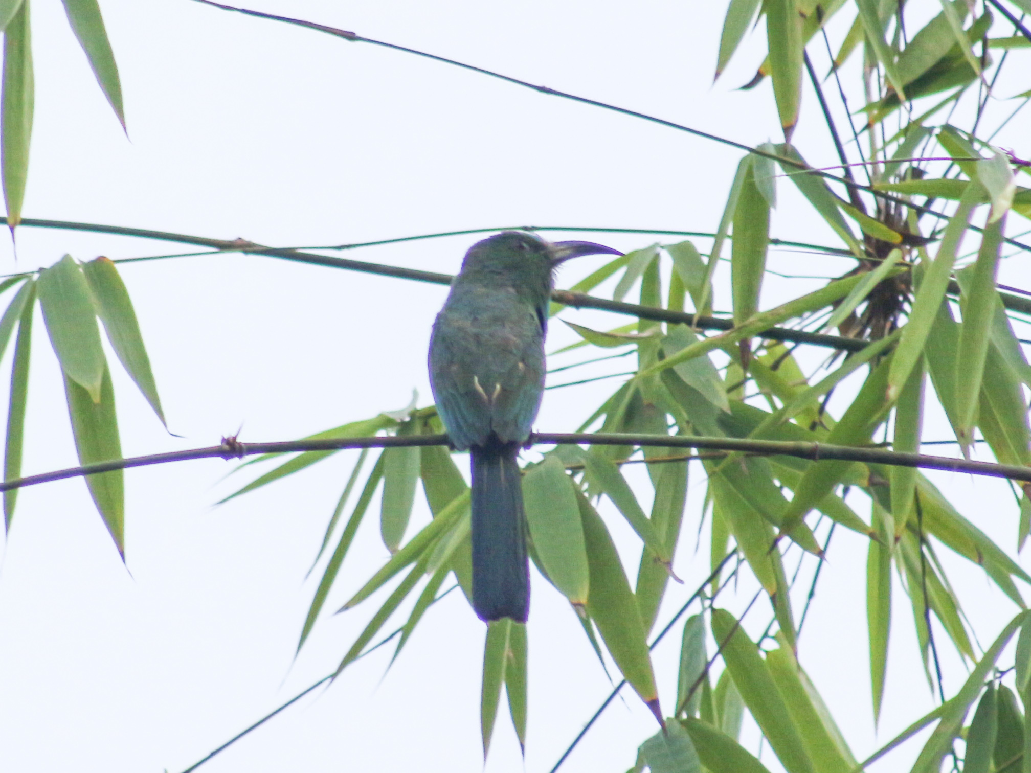 Blue-bearded Bee-eater (Nyctyornis athertoni)