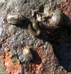 Phyllodocida
