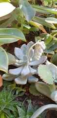 Pachyphytum oviferum