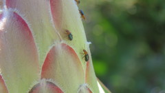 Chirodica