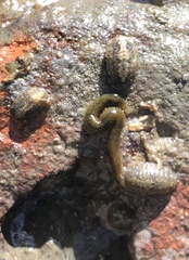 Phyllodocida