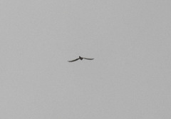 Falco biarmicus biarmicus