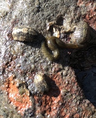 Phyllodocida