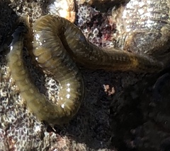 Phyllodocida