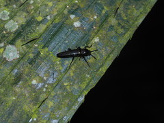 Languriinae