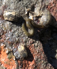 Phyllodocida