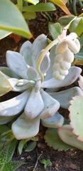 Pachyphytum oviferum