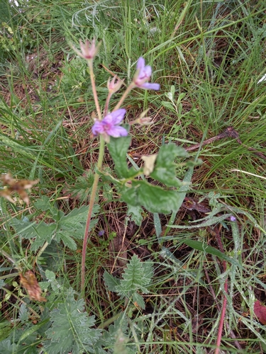 Erodium ruthenicum (Erodium ruthenicum)