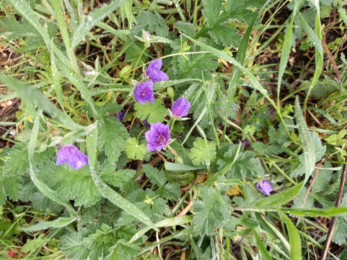 Erodium ruthenicum (Erodium ruthenicum)