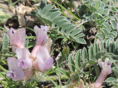 Astragalus plattensis