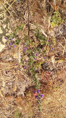 Sairocarpus