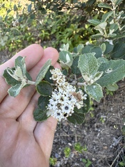 Ceanothus crassifolius var. planus