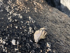 Urosalpinx cinerea image