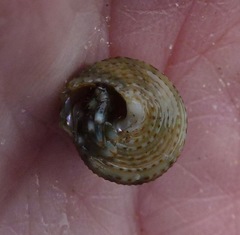 Calliostoma gemmulatum