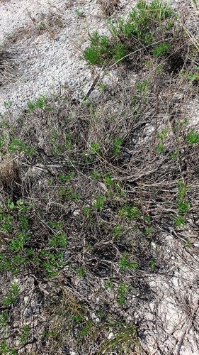 Image of Artemisia salsoloides by (c) Анна Митрошенкова, some rights reserved (CC BY)