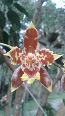 Oncidium sceptrum