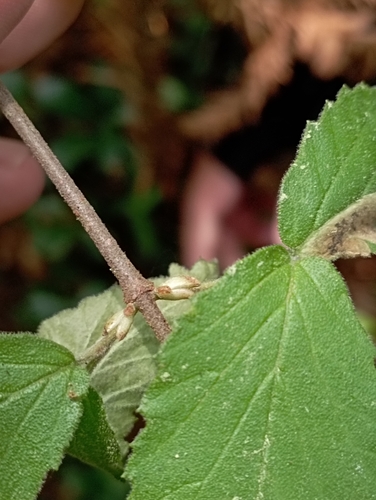 Image of Viburnum erosum by (c) jimmy, some rights reserved (CC BY)