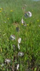 Thysanocarpus radians