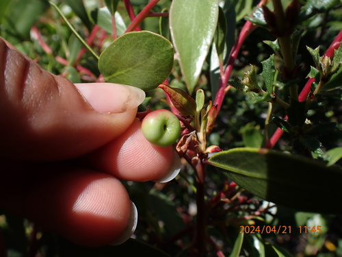 Rincon Manzanita fruiting