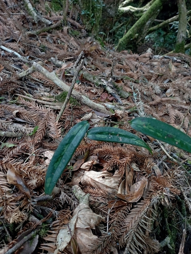 Smilax elongatoumbellata (Smilax elongatoumbellata)