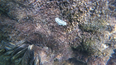 Prostheceraeus crozieri