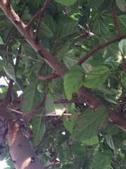 Ficus virens sublanceolata