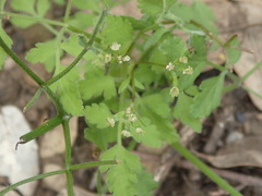 Osmorhiza brachypoda