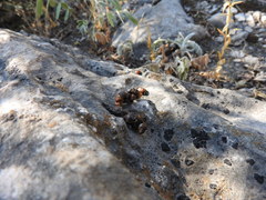 Bassariscus