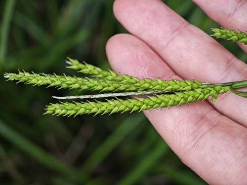 Carex ischnostachya iNat (3)