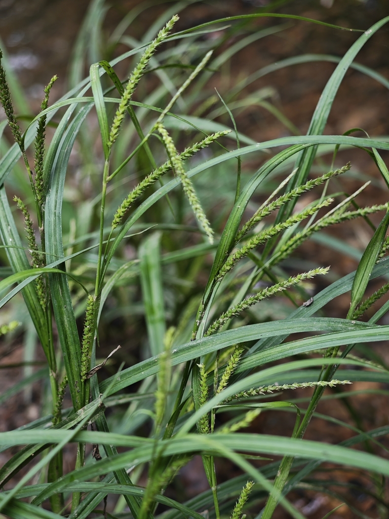 Carex sclerocarpa