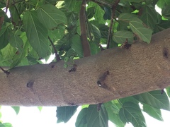 Ficus virens sublanceolata