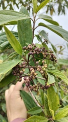 Viburnum cylindricum, photograph Sagnik Dutta Roy, CC BY, iNaturalist via GBIF