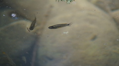 Pseudoxiphophorus bimaculatus