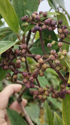 Viburnum cylindricum