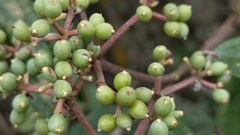Viburnum cylindricum, photograph Sagnik Dutta Roy, CC BY, iNaturalist via GBIF